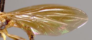Media type: image;   Entomology 23802 Aspect: wing